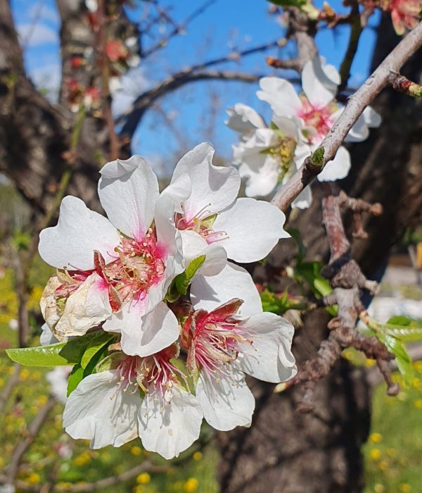 Mandelblüte
